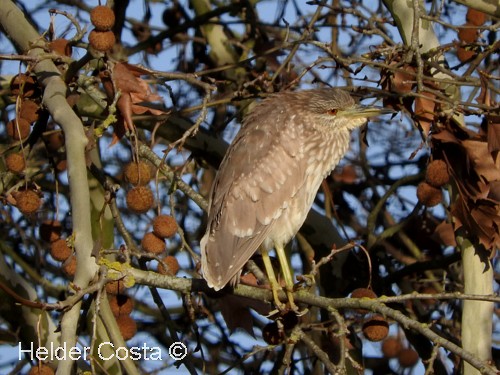 Black-crowned Night Heron - ML82448171