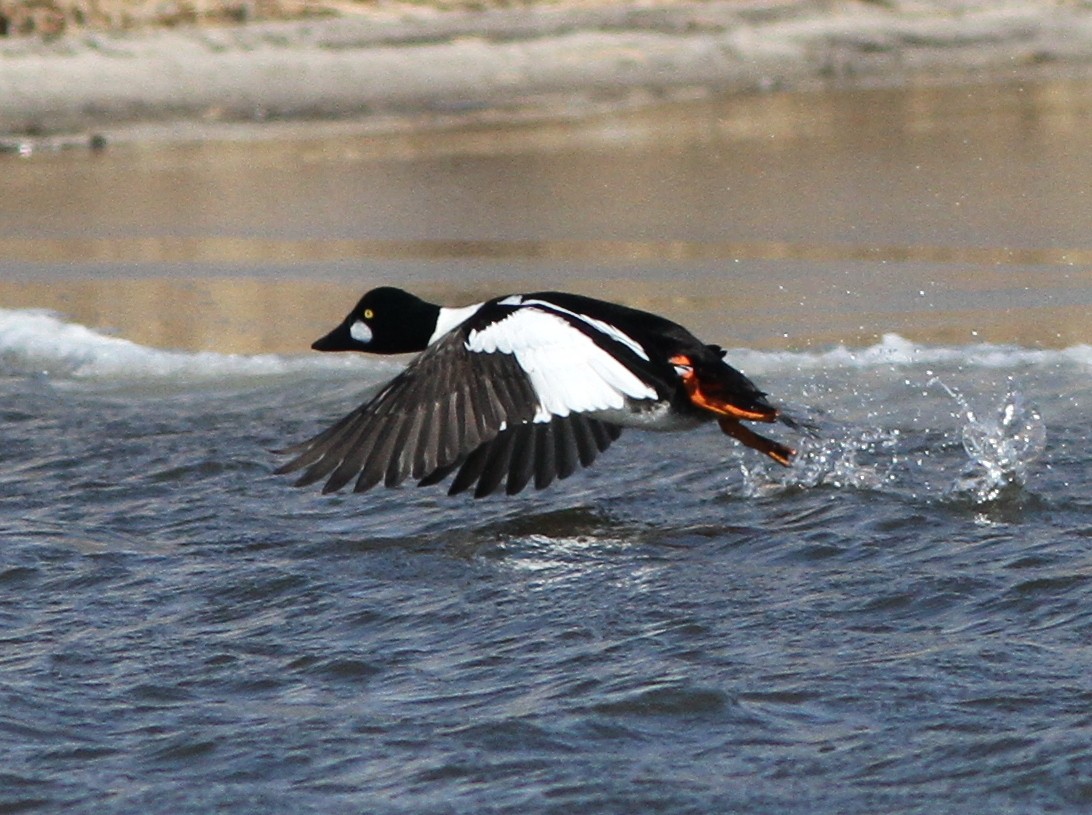 Common Goldeneye - ML82448351