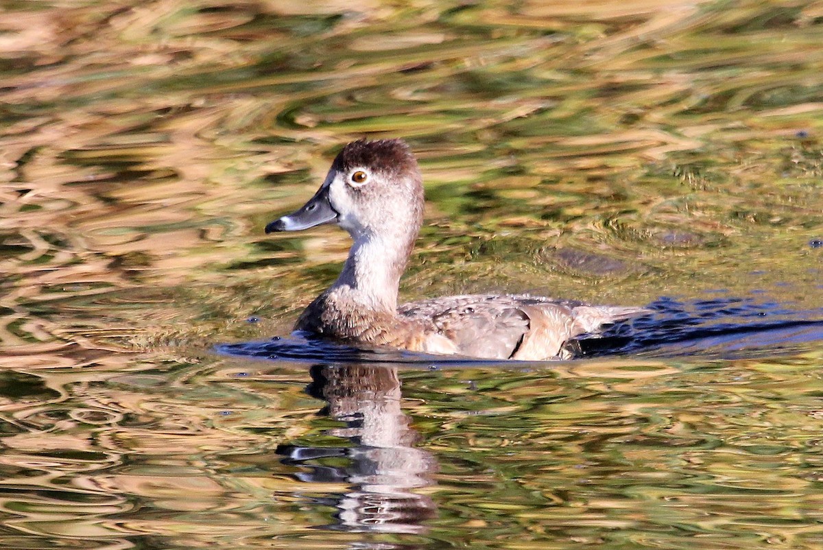 Ring-necked Duck - ML82448841