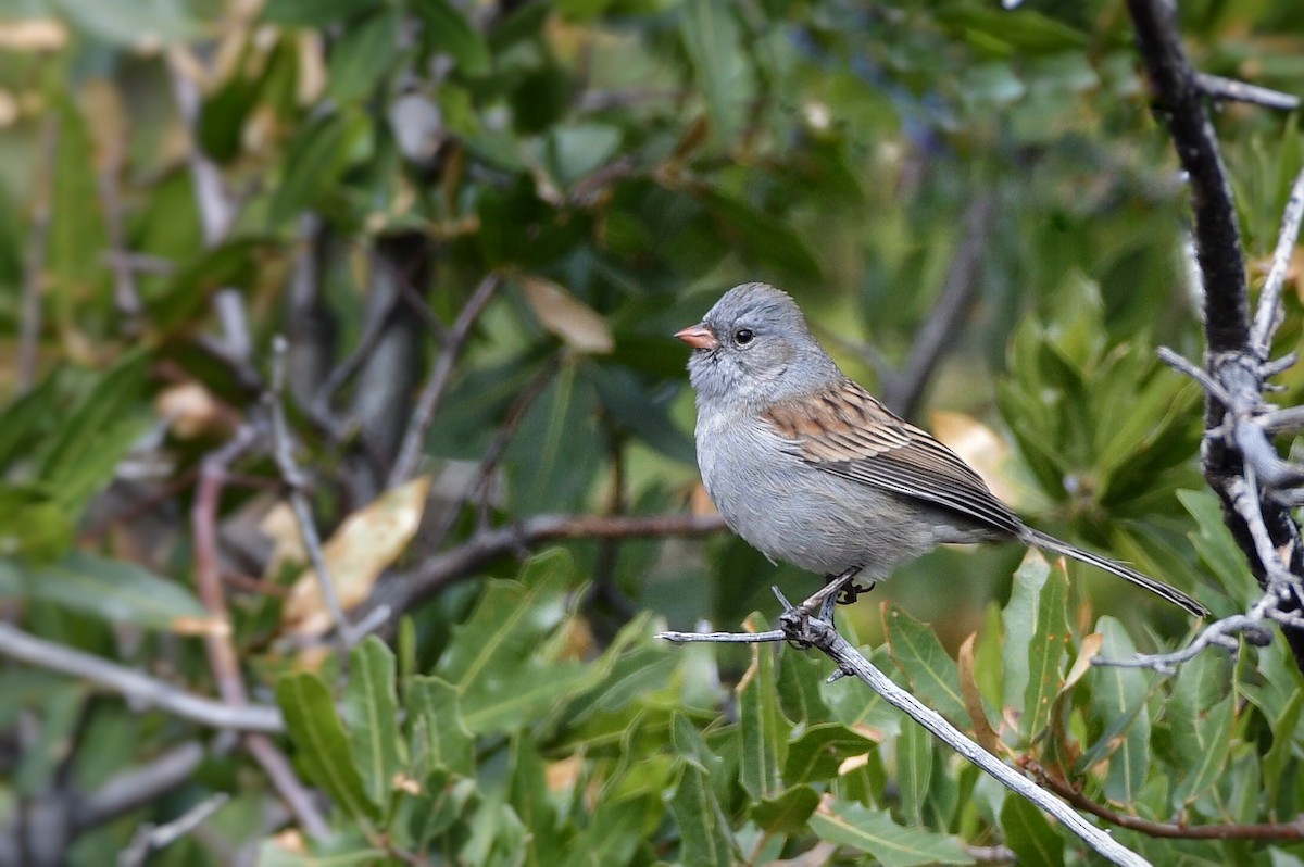 Black-chinned Sparrow - ML82448921