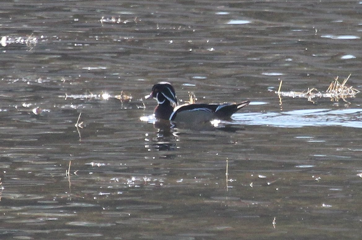 Wood Duck - ML82449231