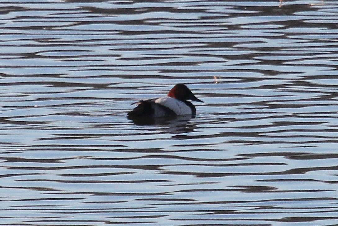 Canvasback - ML82449241