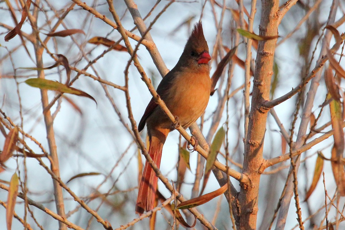 Northern Cardinal - ML82449451