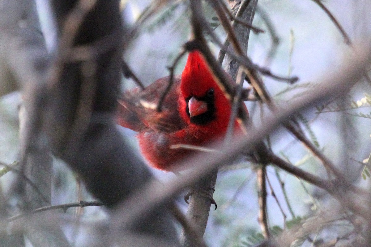 Northern Cardinal - ML82449471