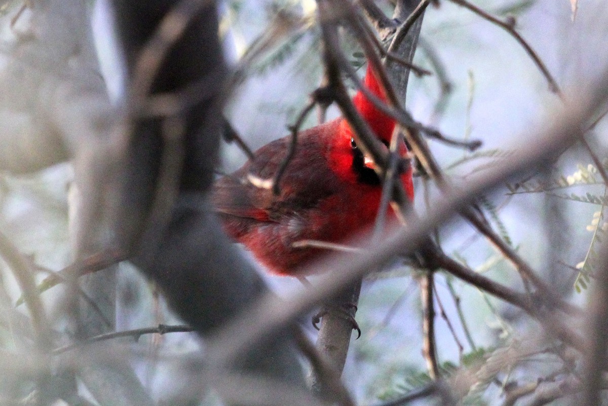 Northern Cardinal - ML82449481