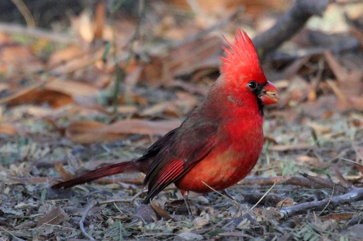 Northern Cardinal - ML82449541