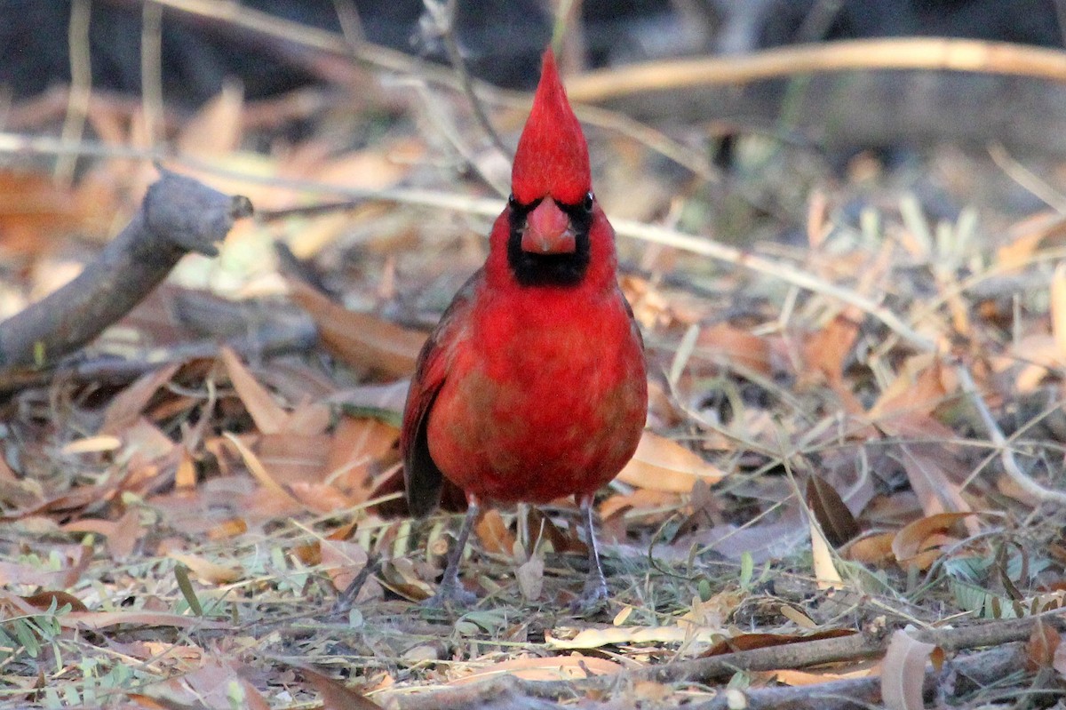 Northern Cardinal - ML82449551