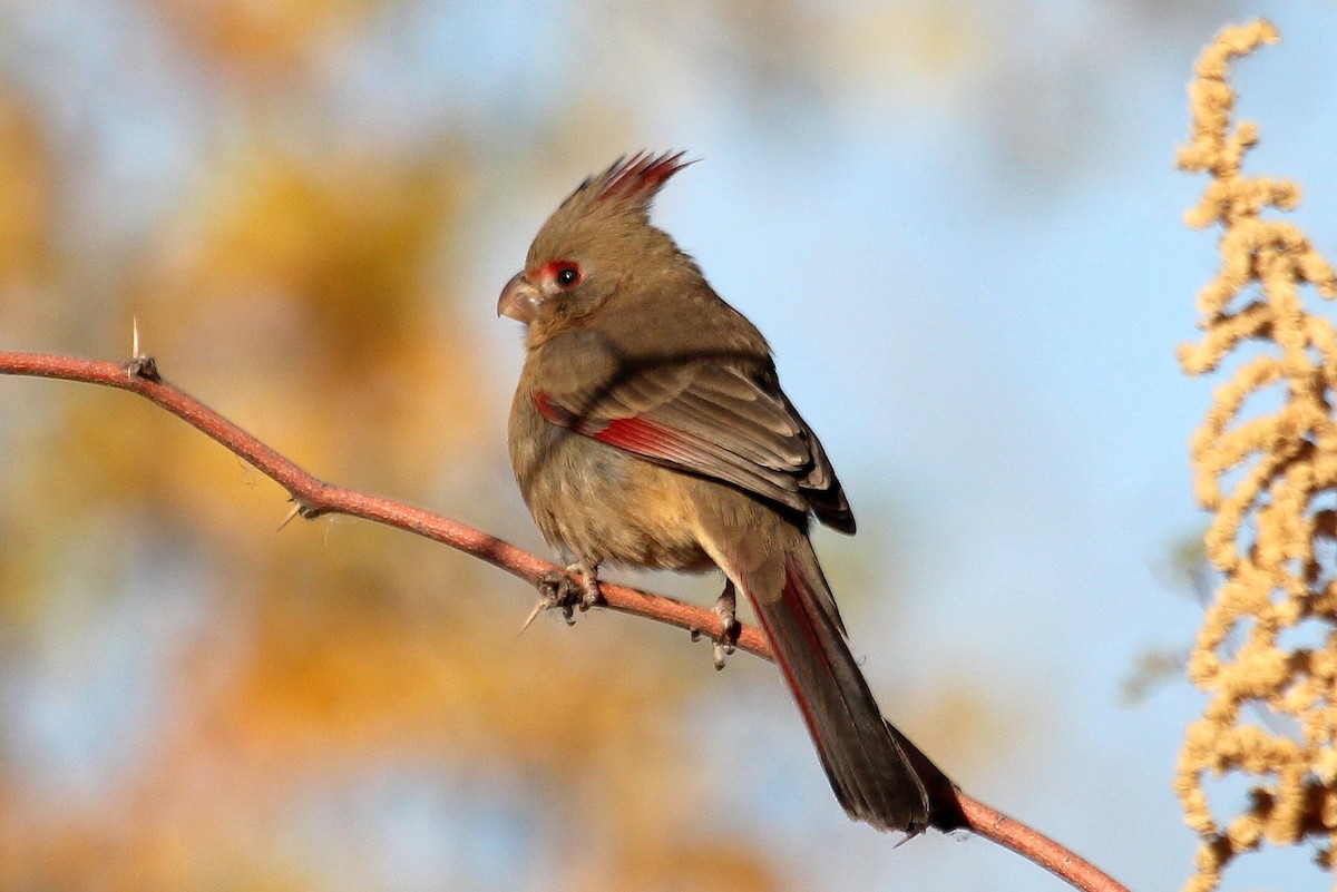 Pyrrhuloxia - ML82449601