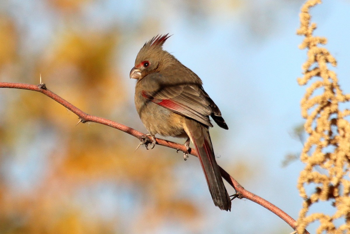 Pyrrhuloxia - ML82449611