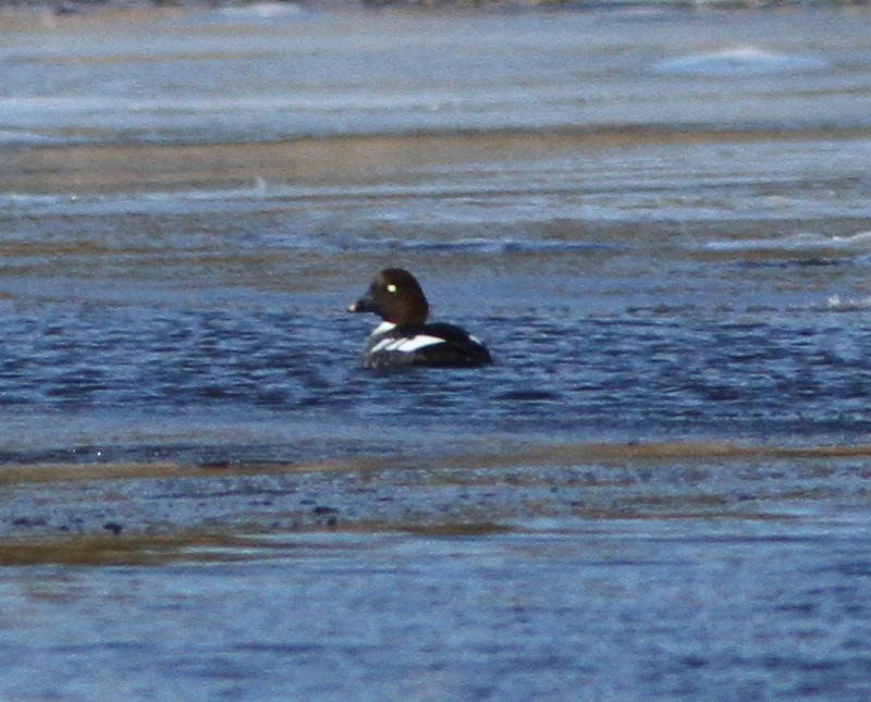 Common Goldeneye - Steven Glynn