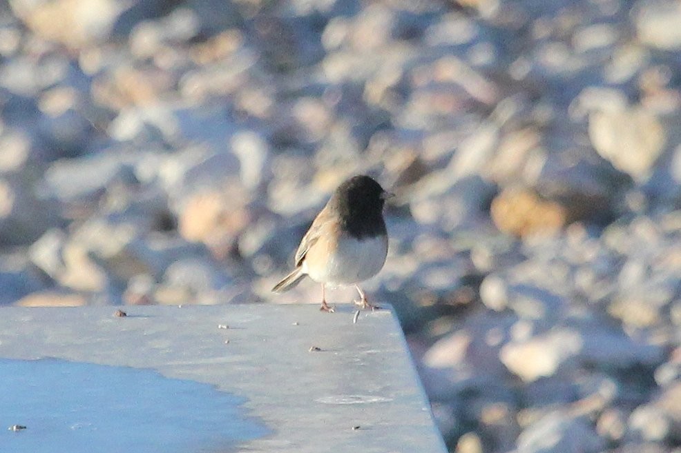 Dark-eyed Junco (Oregon) - ML82449731