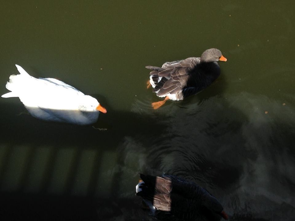 Graylag Goose (Domestic type) - ML82449781