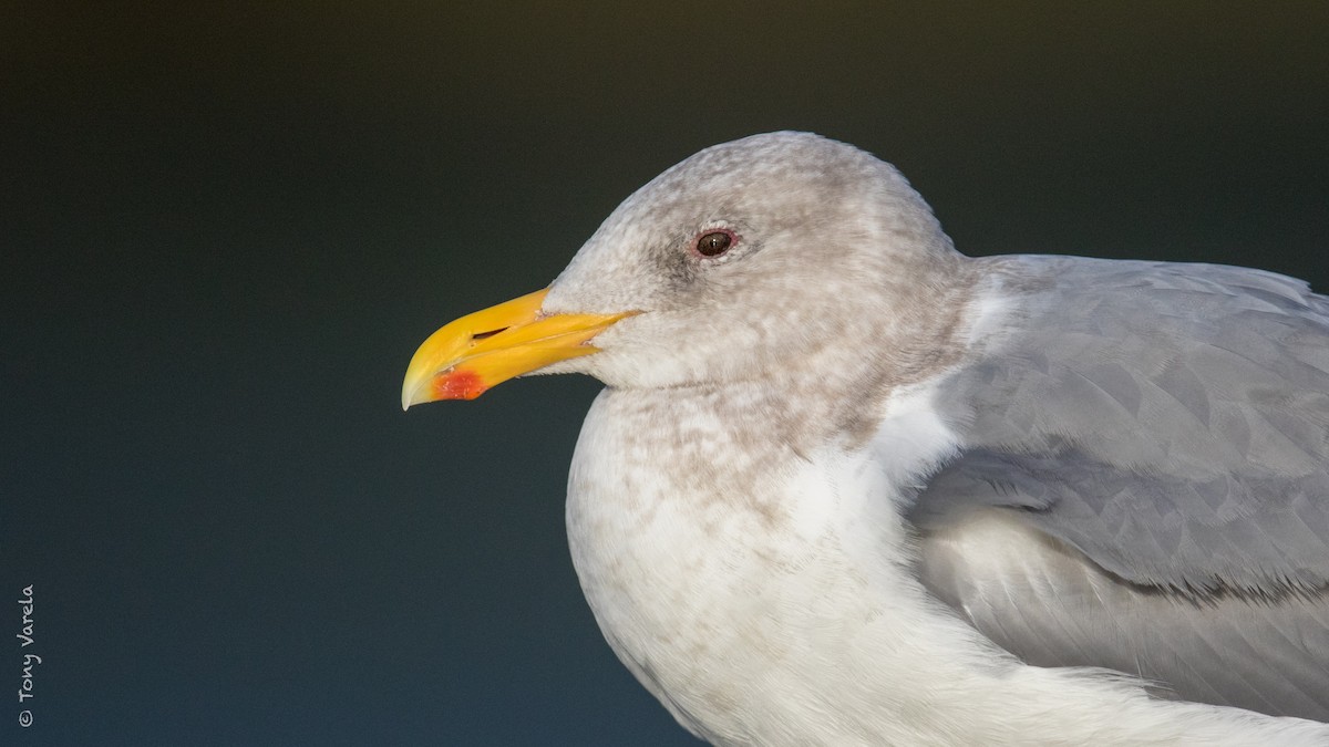 Glaucous-winged Gull - ML82450361