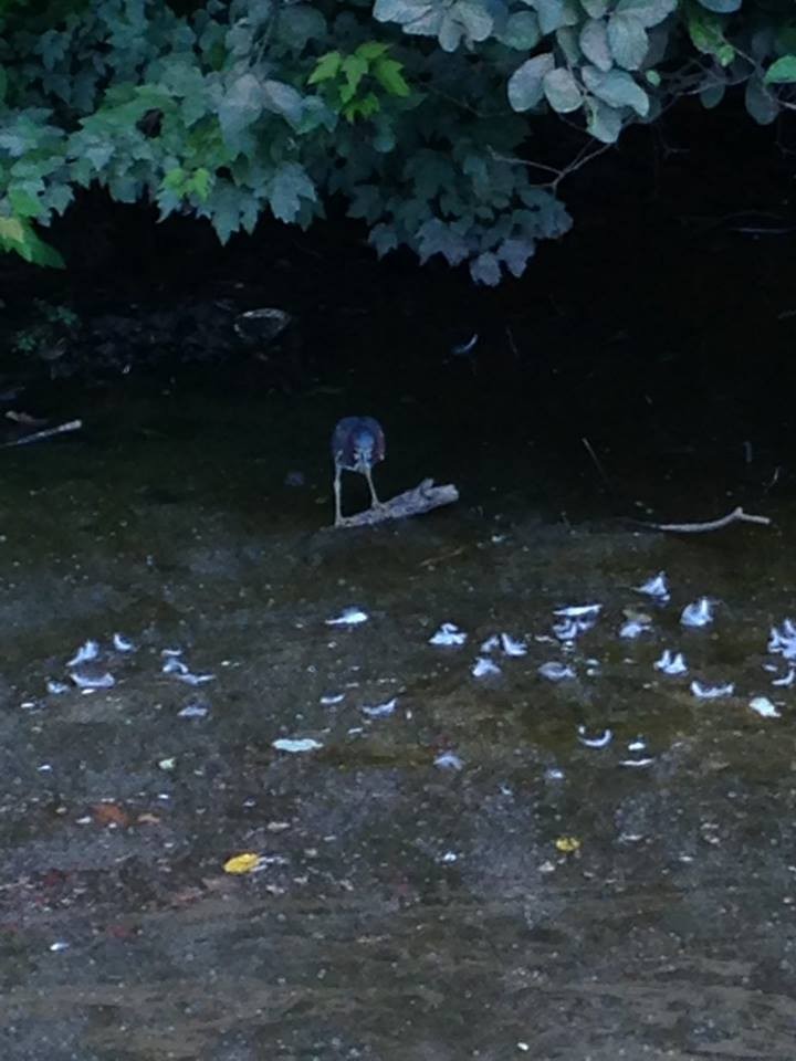 Green Heron - ML82450481