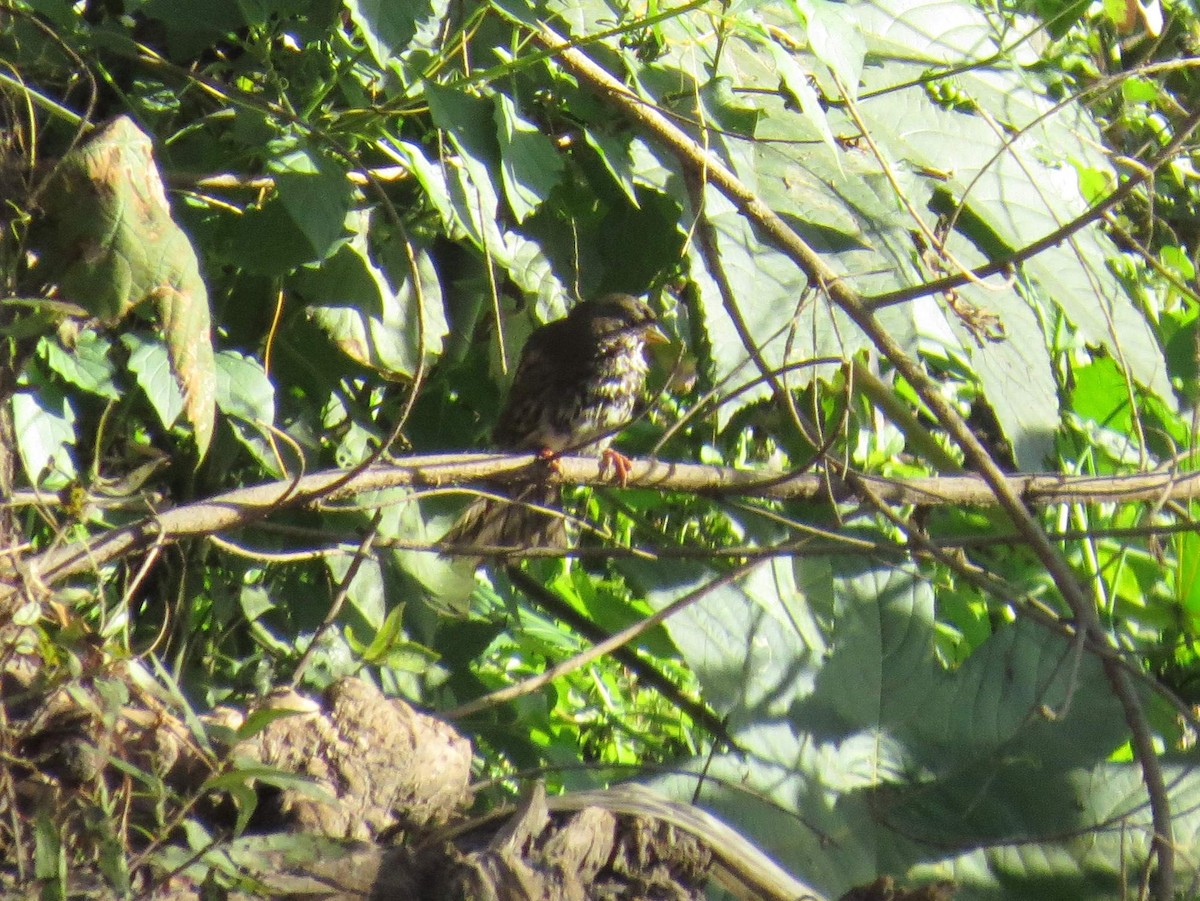 Fox Sparrow - ML82451651