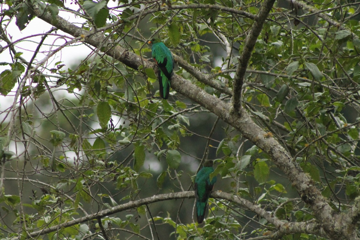 Golden-headed Quetzal - ML82453071