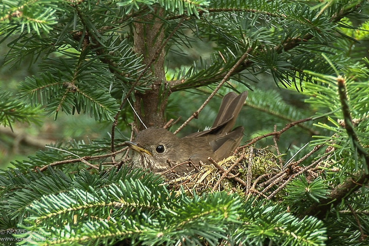 Bicknell's Thrush - Kent McFarland