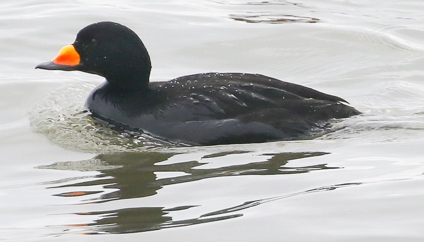 Black Scoter - Mark Dennis