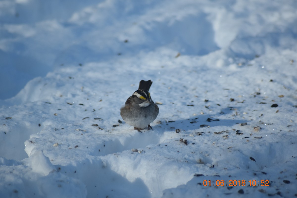 White-throated Sparrow - ML82454601