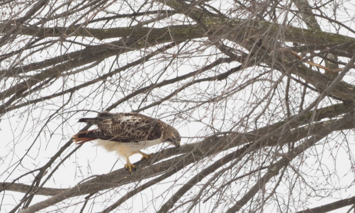 Red-tailed Hawk - ML82458451