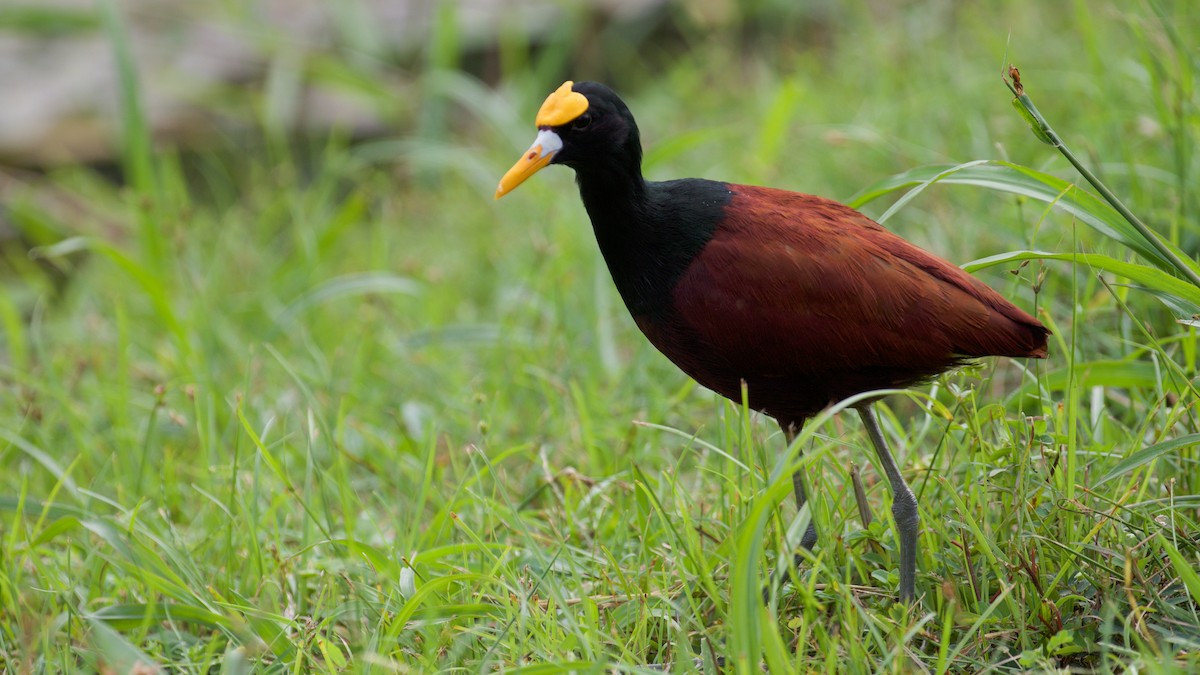 Northern Jacana - ML82459651