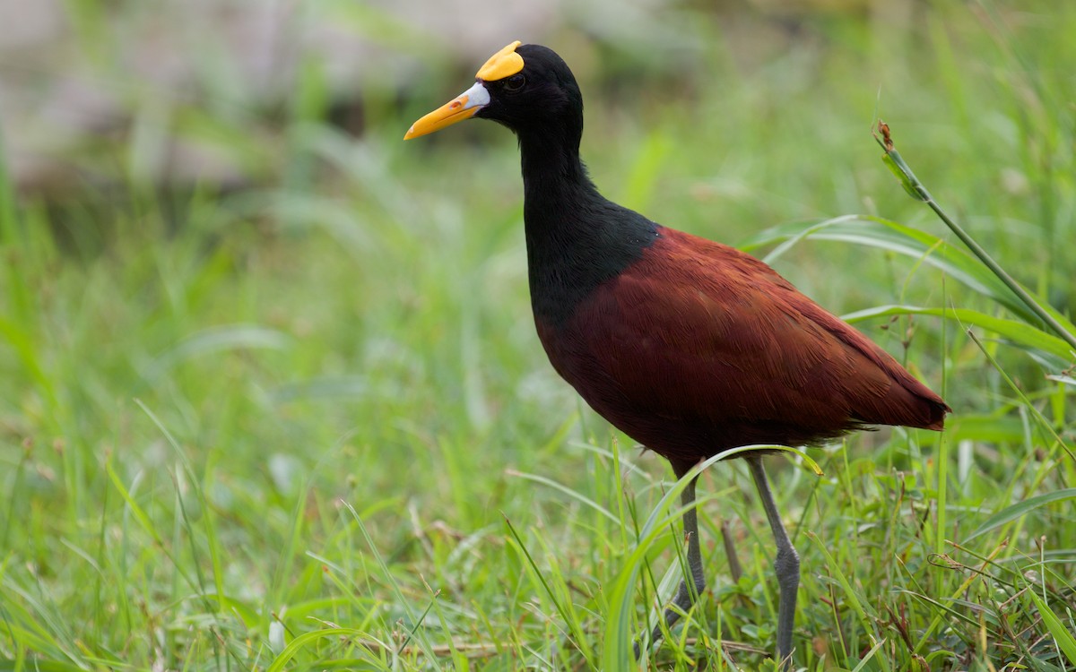 Northern Jacana - ML82459661