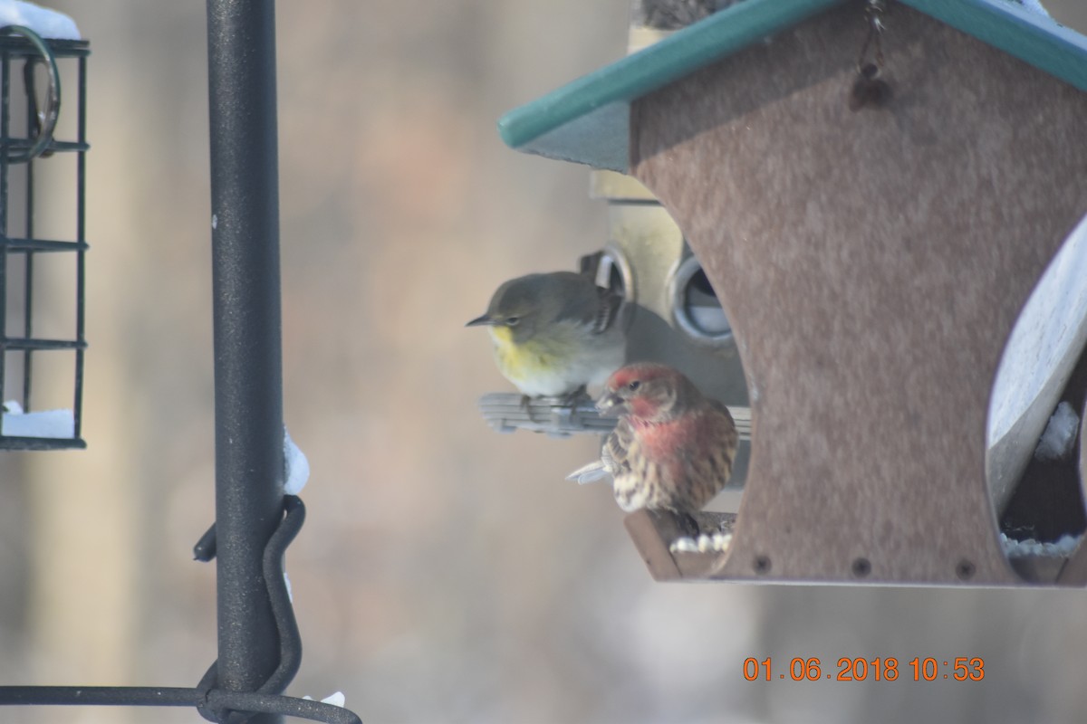 House Finch - ML82459801