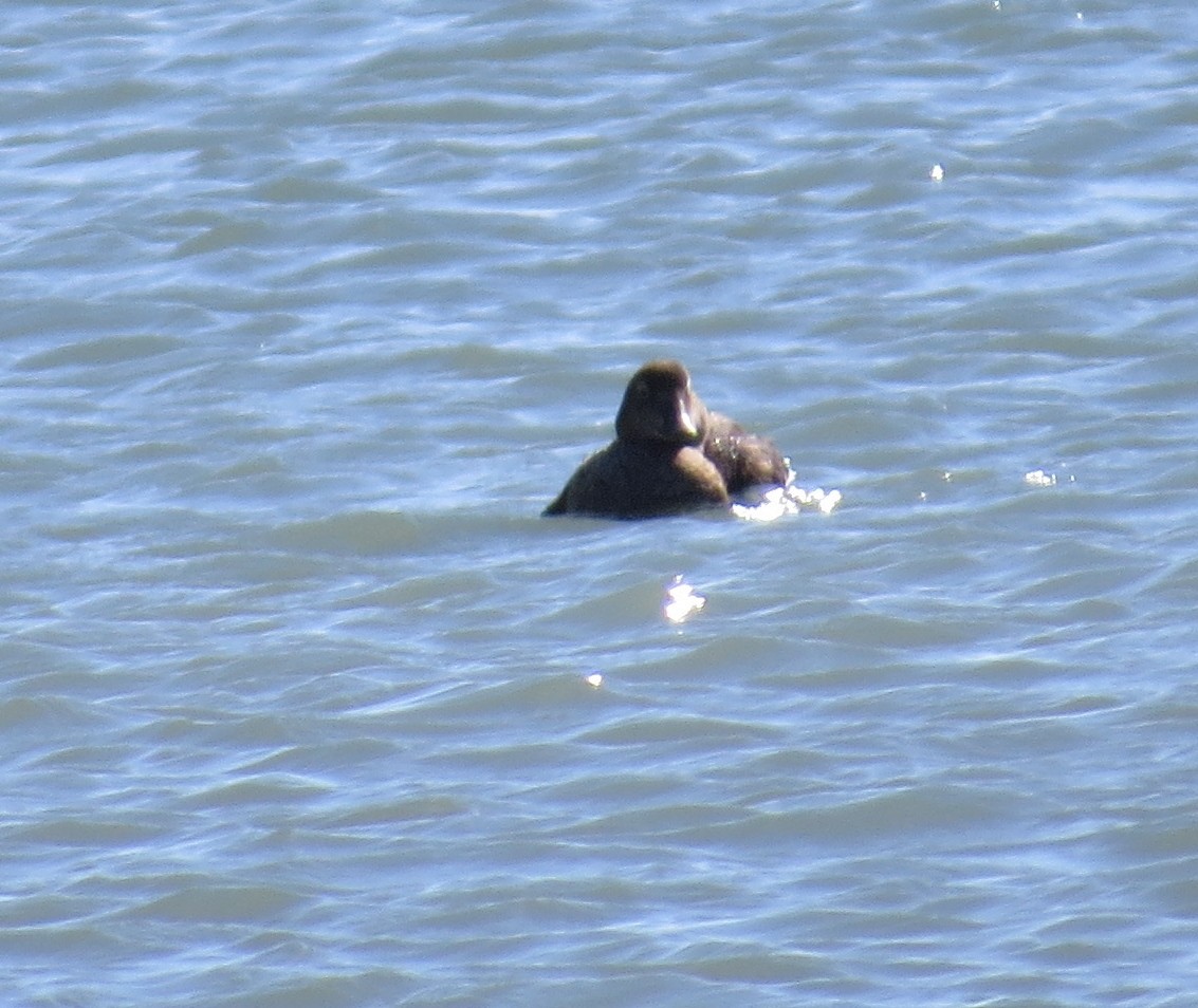 King Eider - Dennis Forsythe