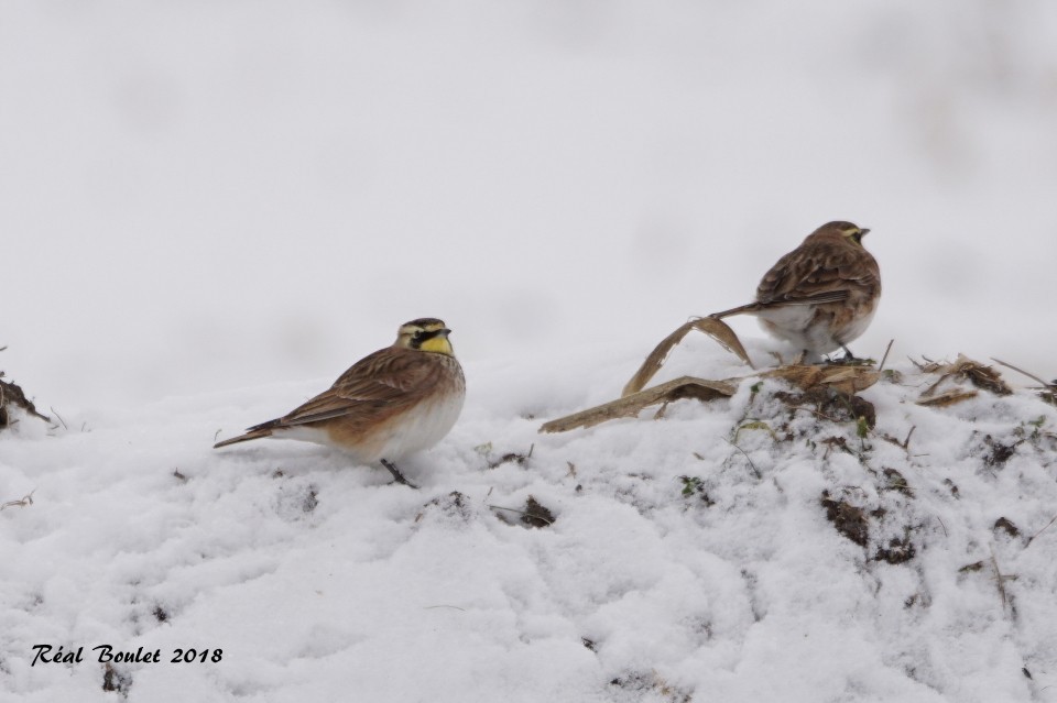 Horned Lark - Réal Boulet 🦆