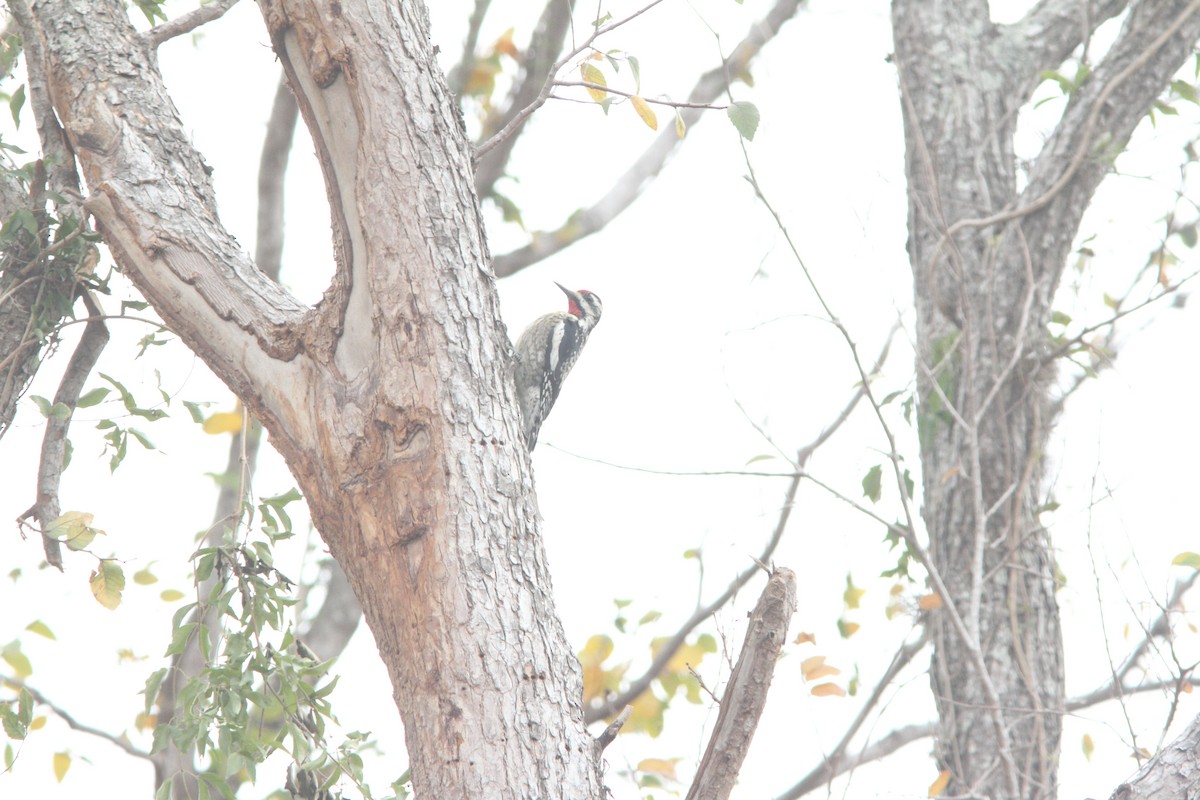 Yellow-bellied Sapsucker - ML82461481