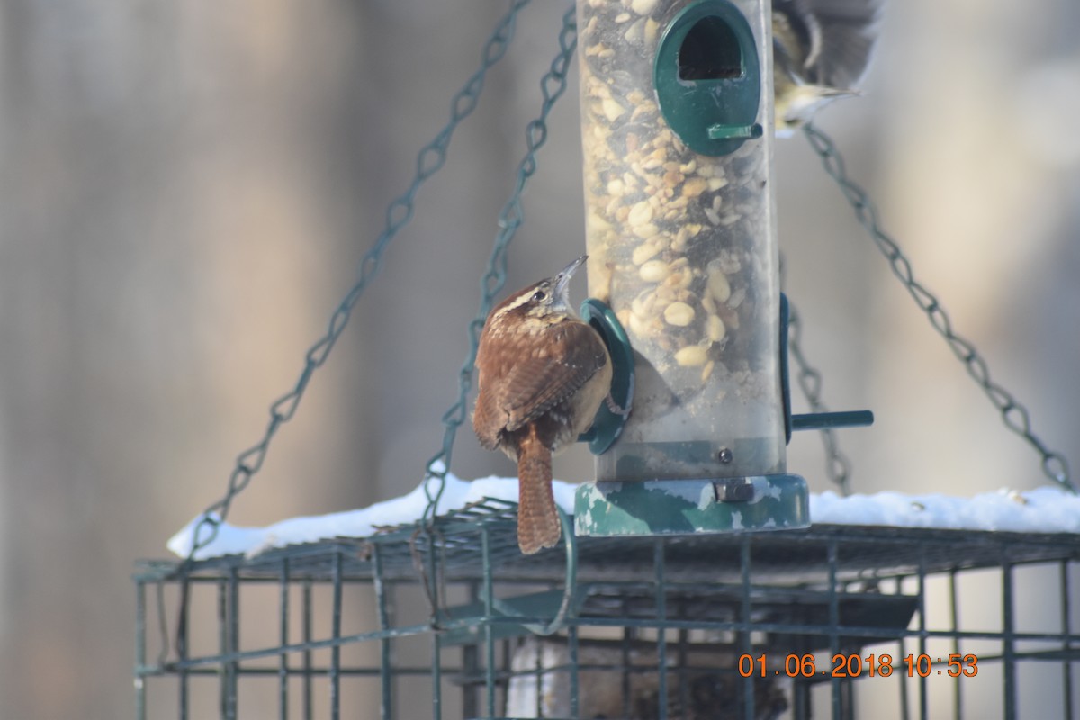 Carolina Wren - ML82461811