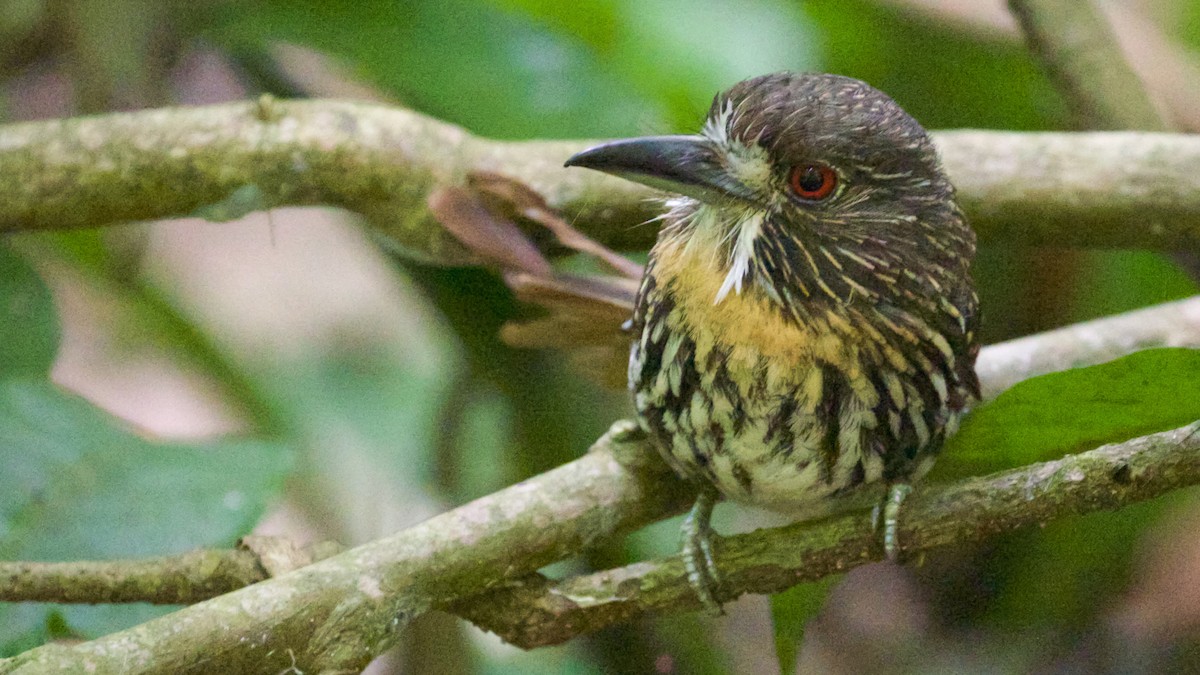 White-whiskered Puffbird - Gates Dupont