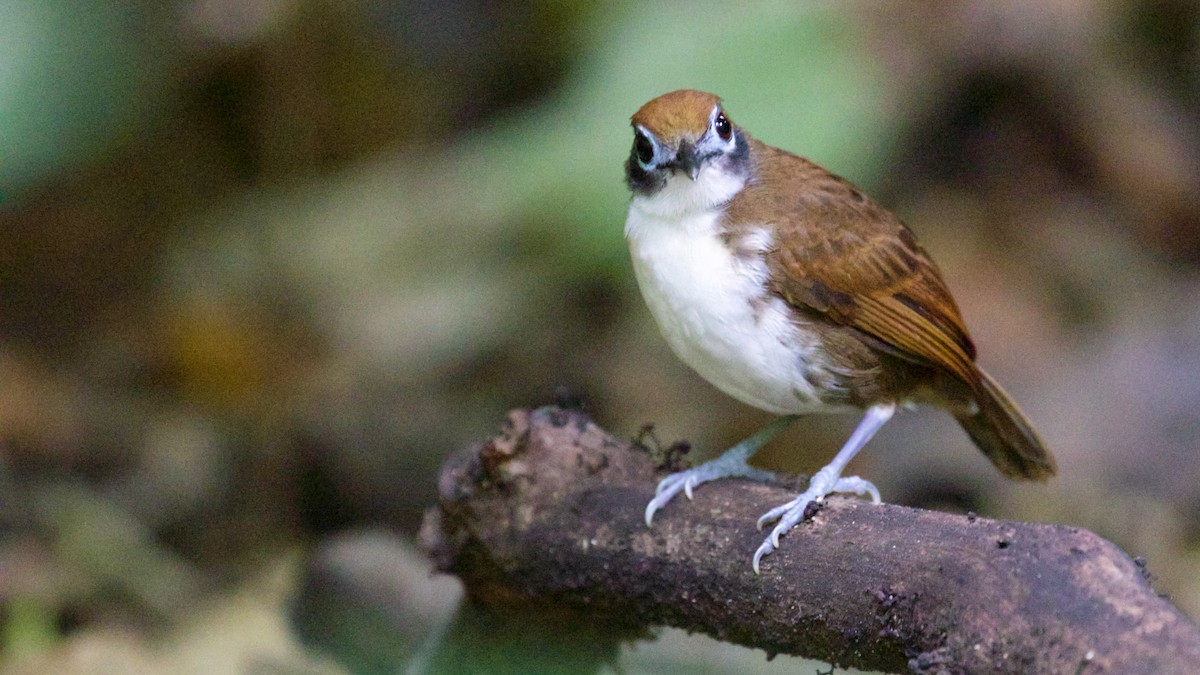 Bicolored Antbird - ML82462661