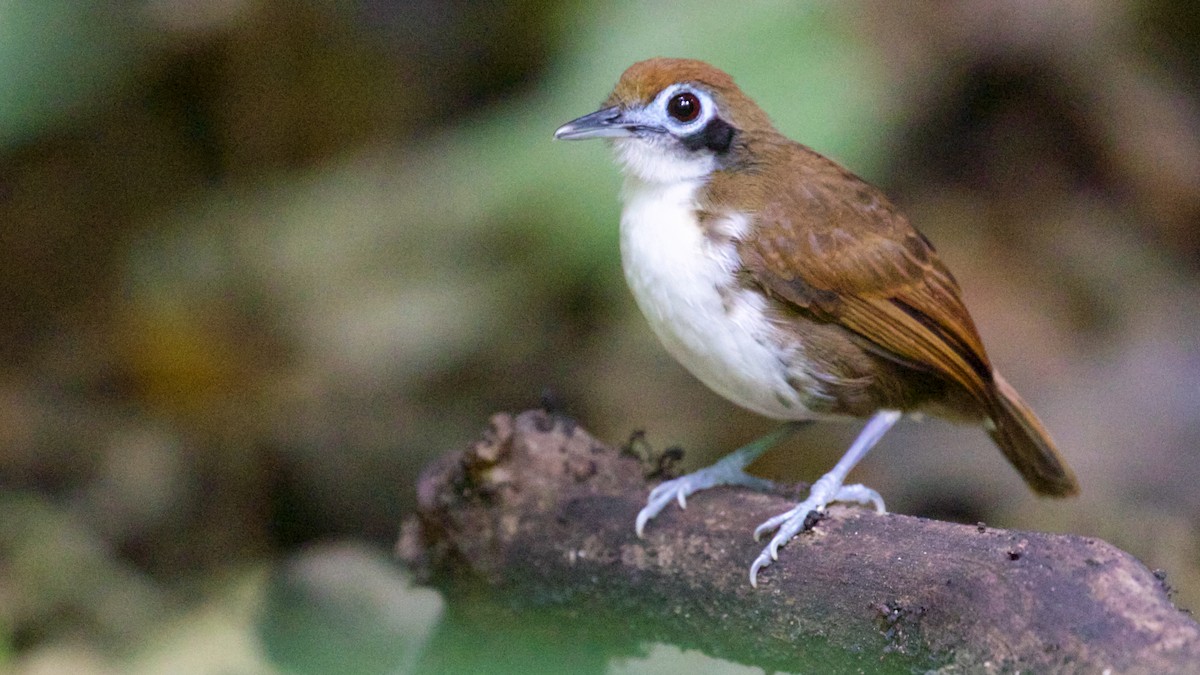 Bicolored Antbird - ML82462731