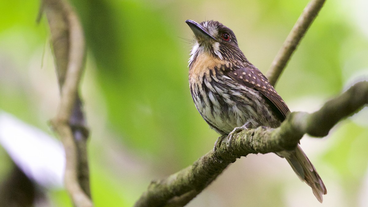 White-whiskered Puffbird - Gates Dupont