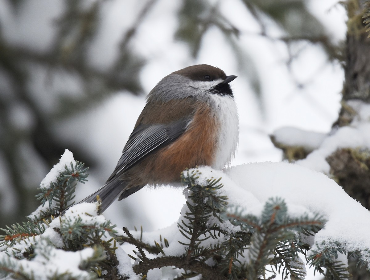 Boreal Chickadee - ML82464031
