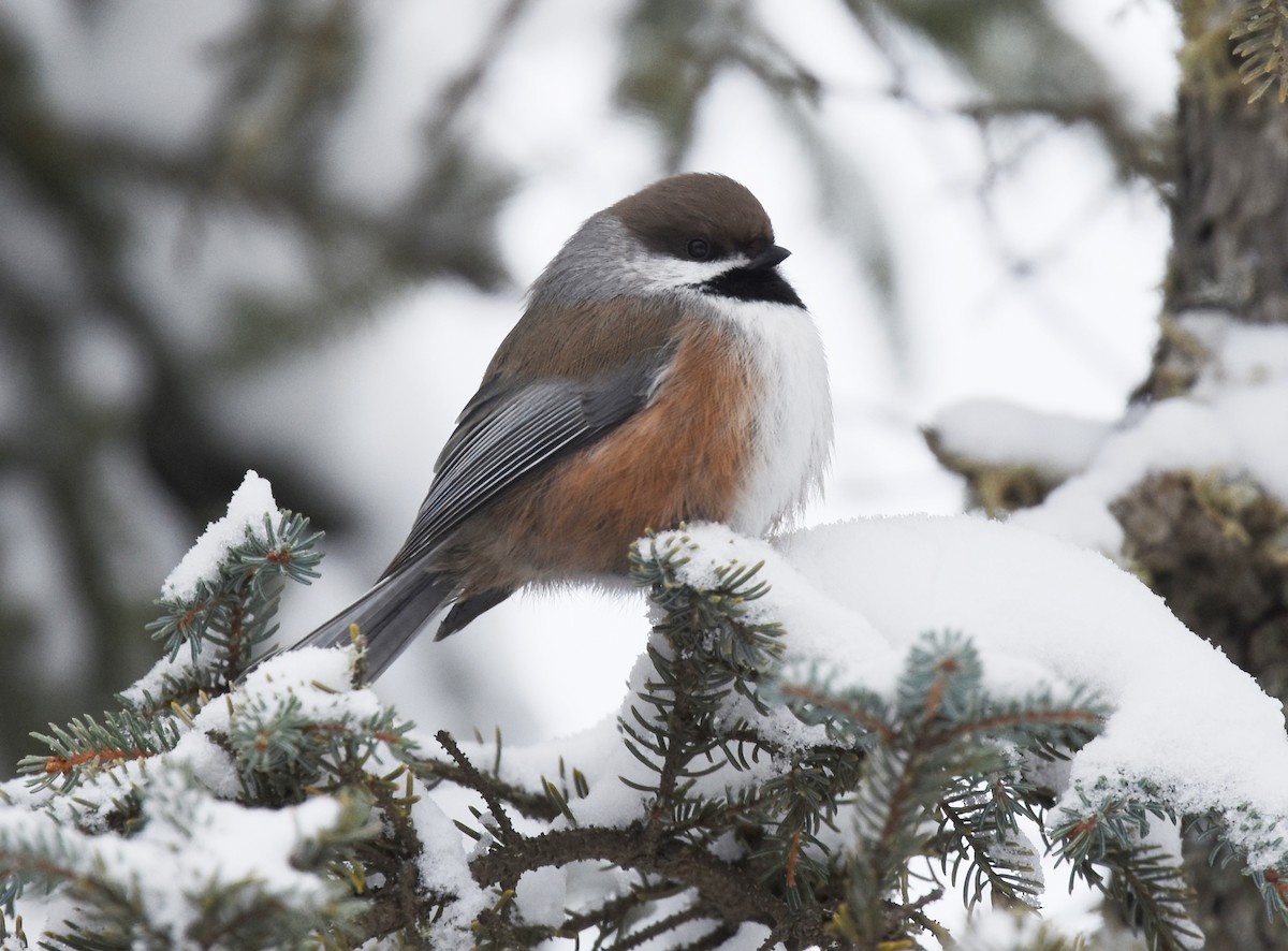 Boreal Chickadee - ML82464051