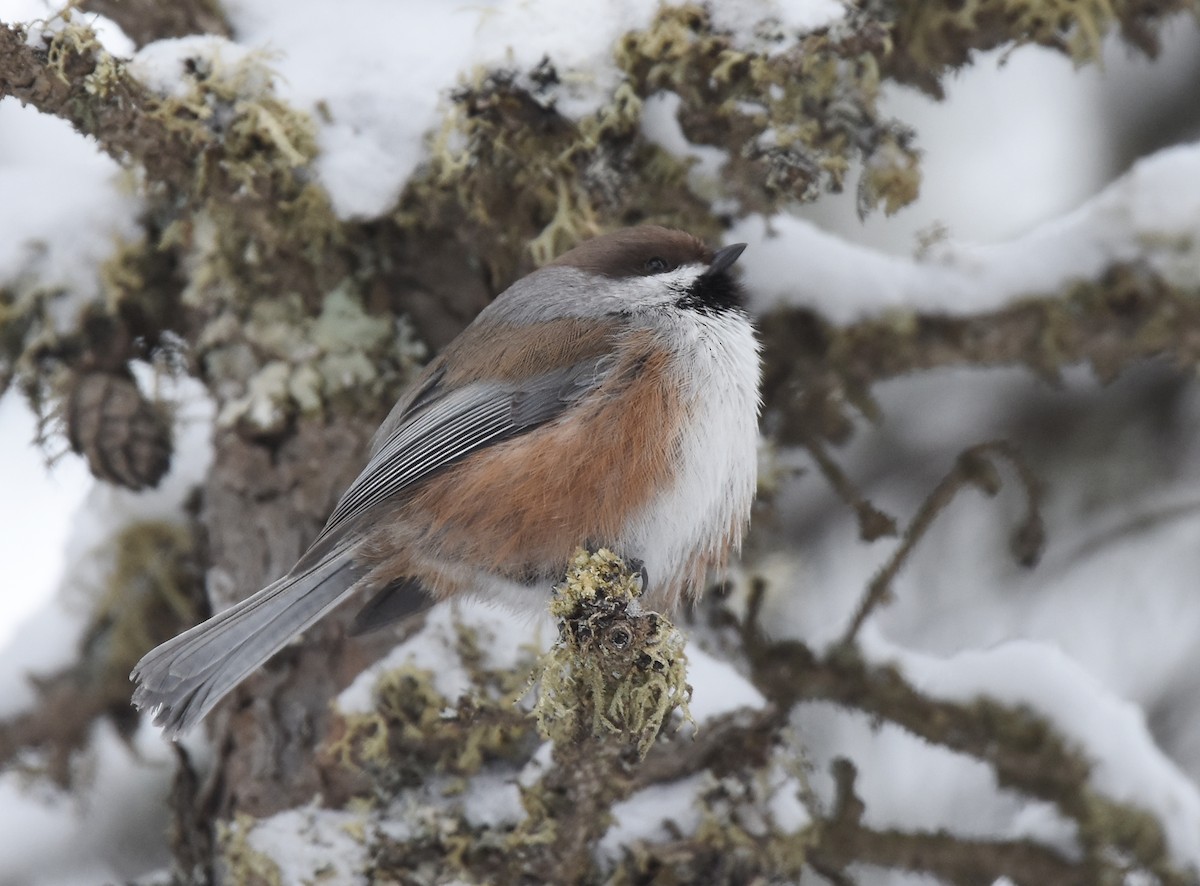 Boreal Chickadee - ML82464071