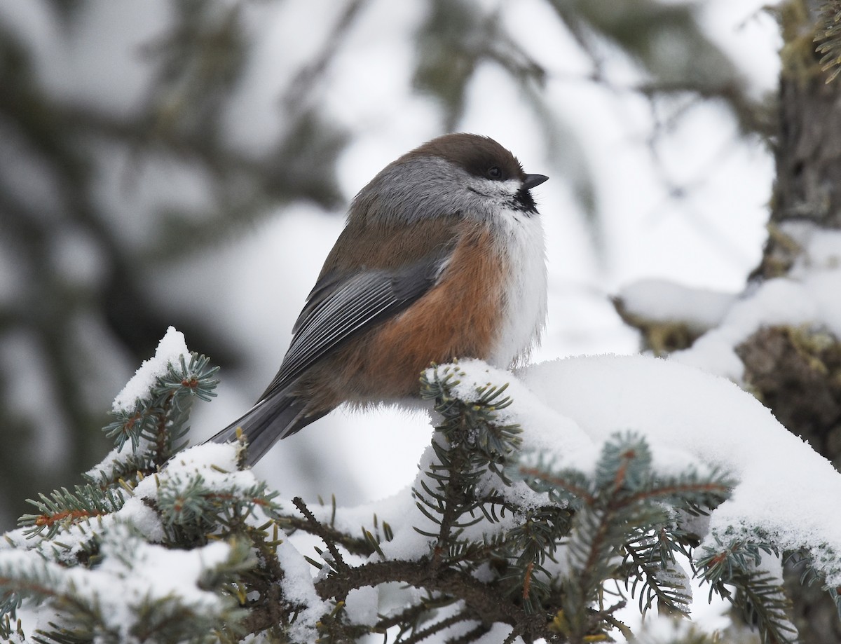 Boreal Chickadee - ML82464081