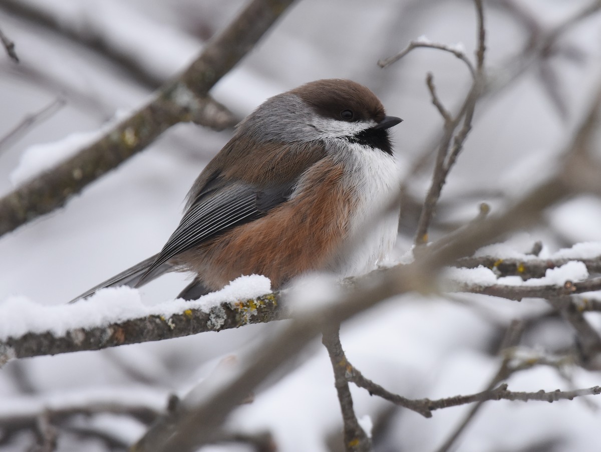 Boreal Chickadee - ML82464101