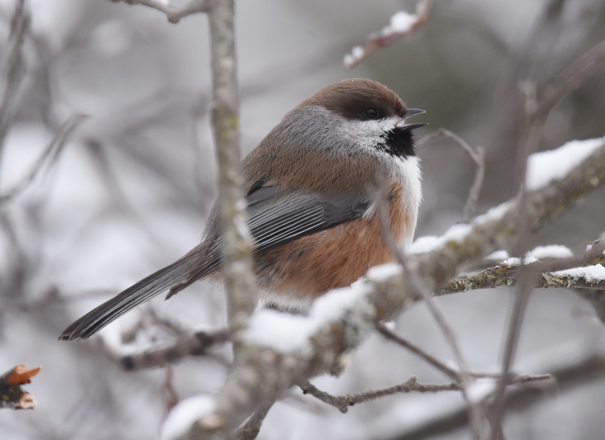 Boreal Chickadee - ML82464111