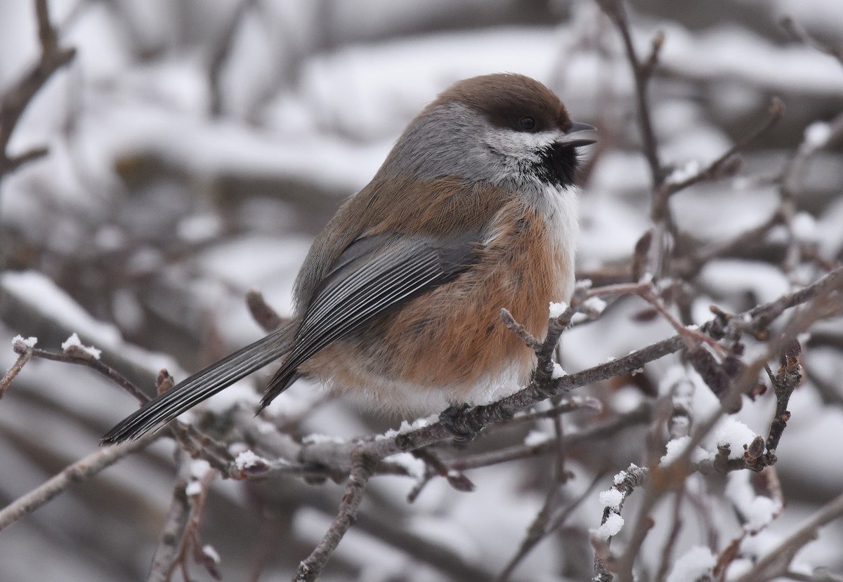 Boreal Chickadee - ML82464121