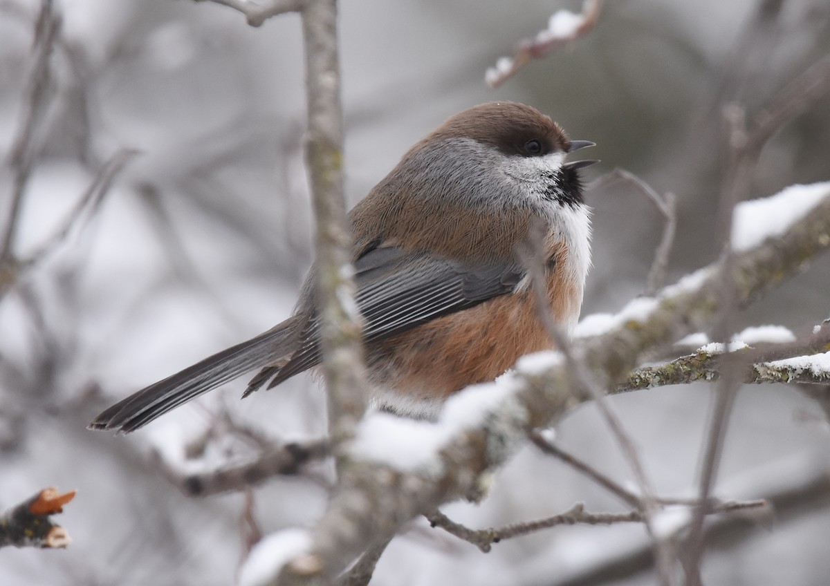 Boreal Chickadee - ML82464131