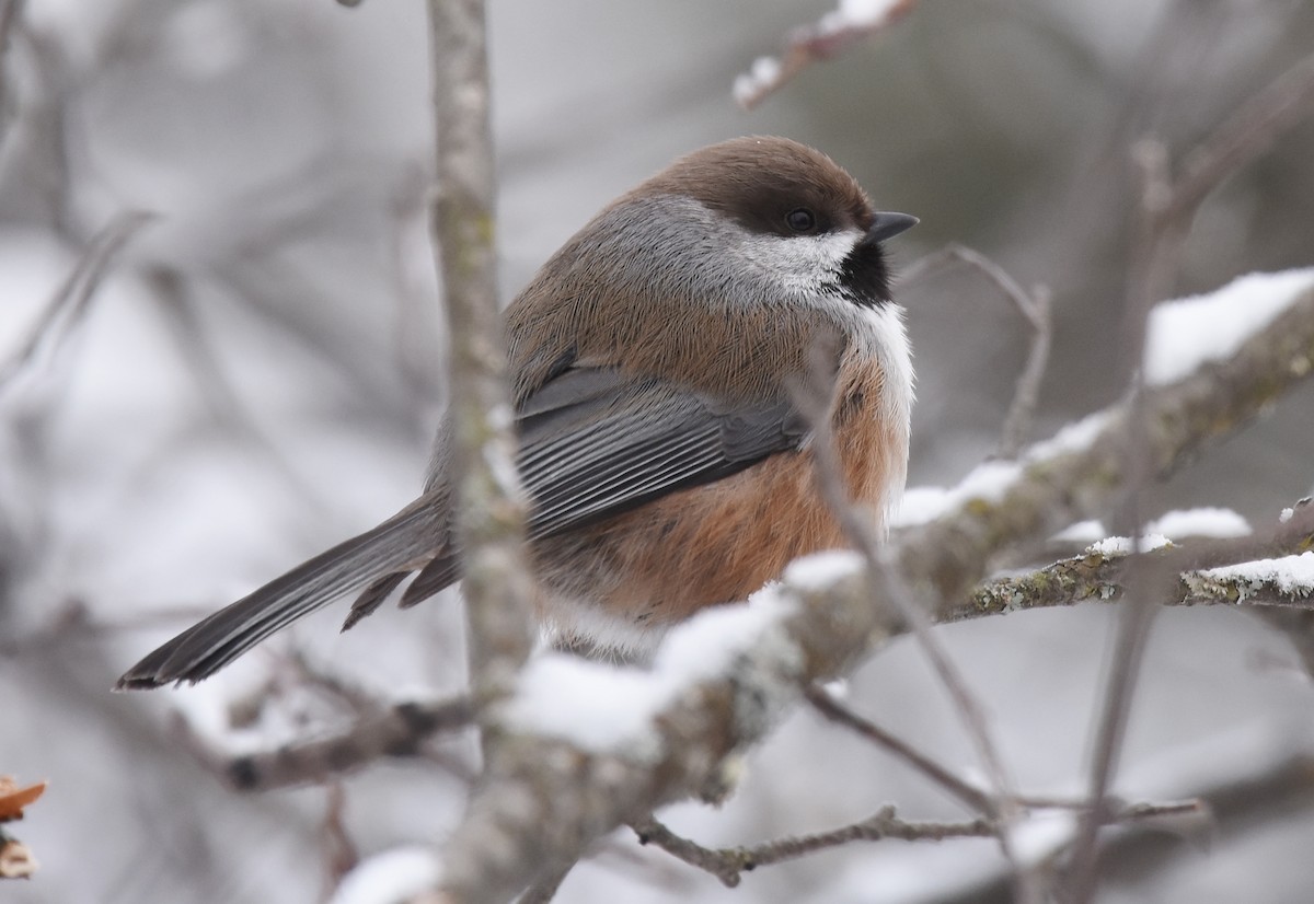 Boreal Chickadee - ML82464151