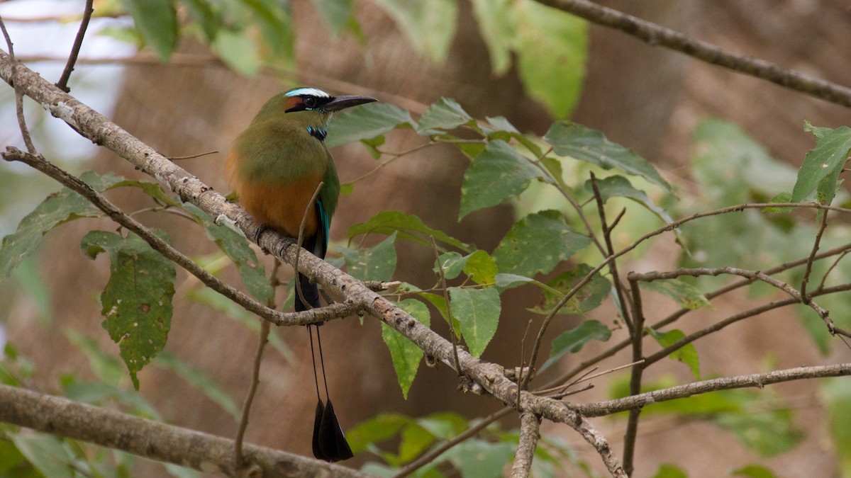 Turquoise-browed Motmot - ML82464461