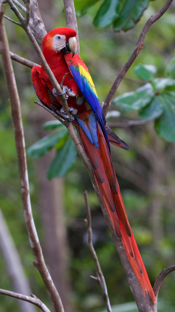 Scarlet Macaw - Gates Dupont