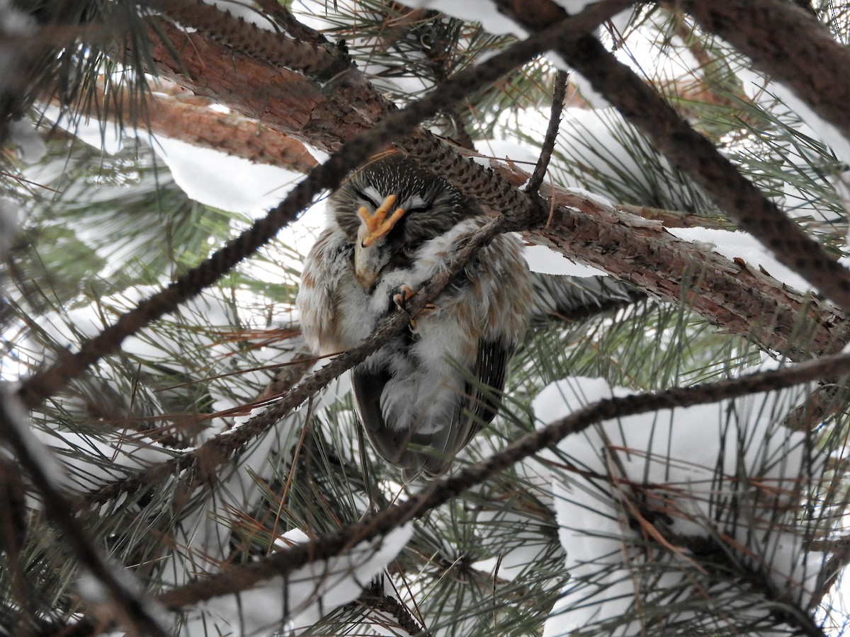 Sägekauz - ML82466301