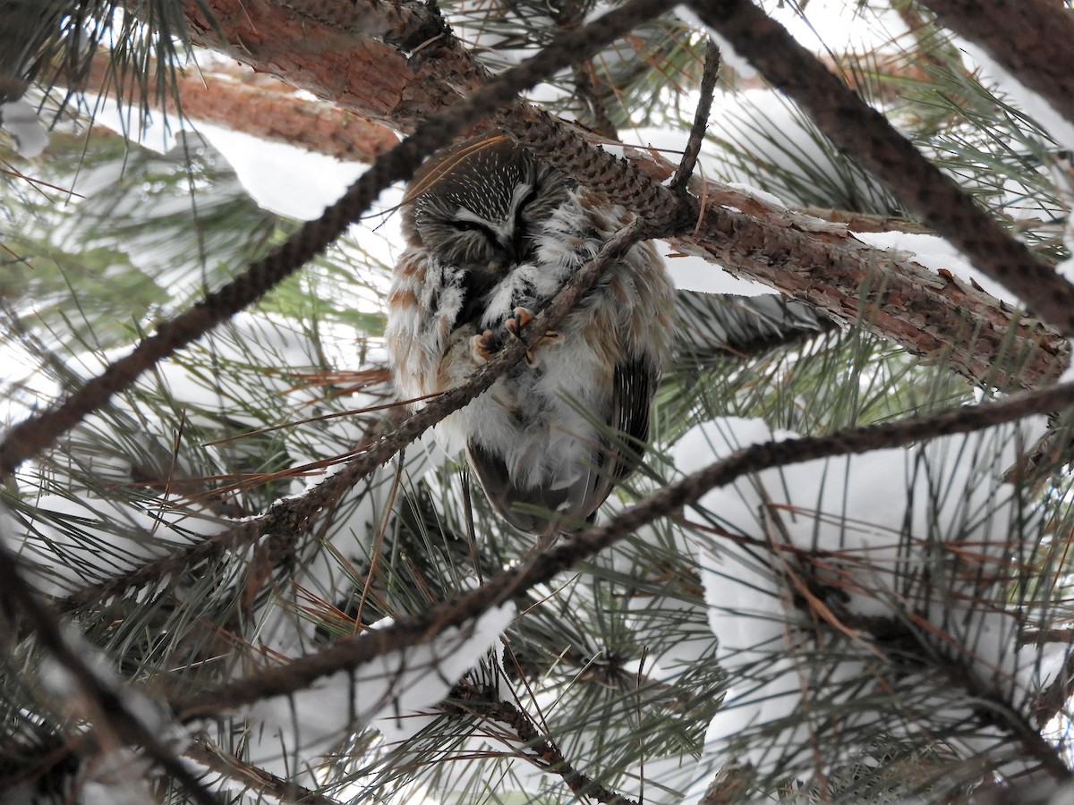 Сич північний - ML82466311