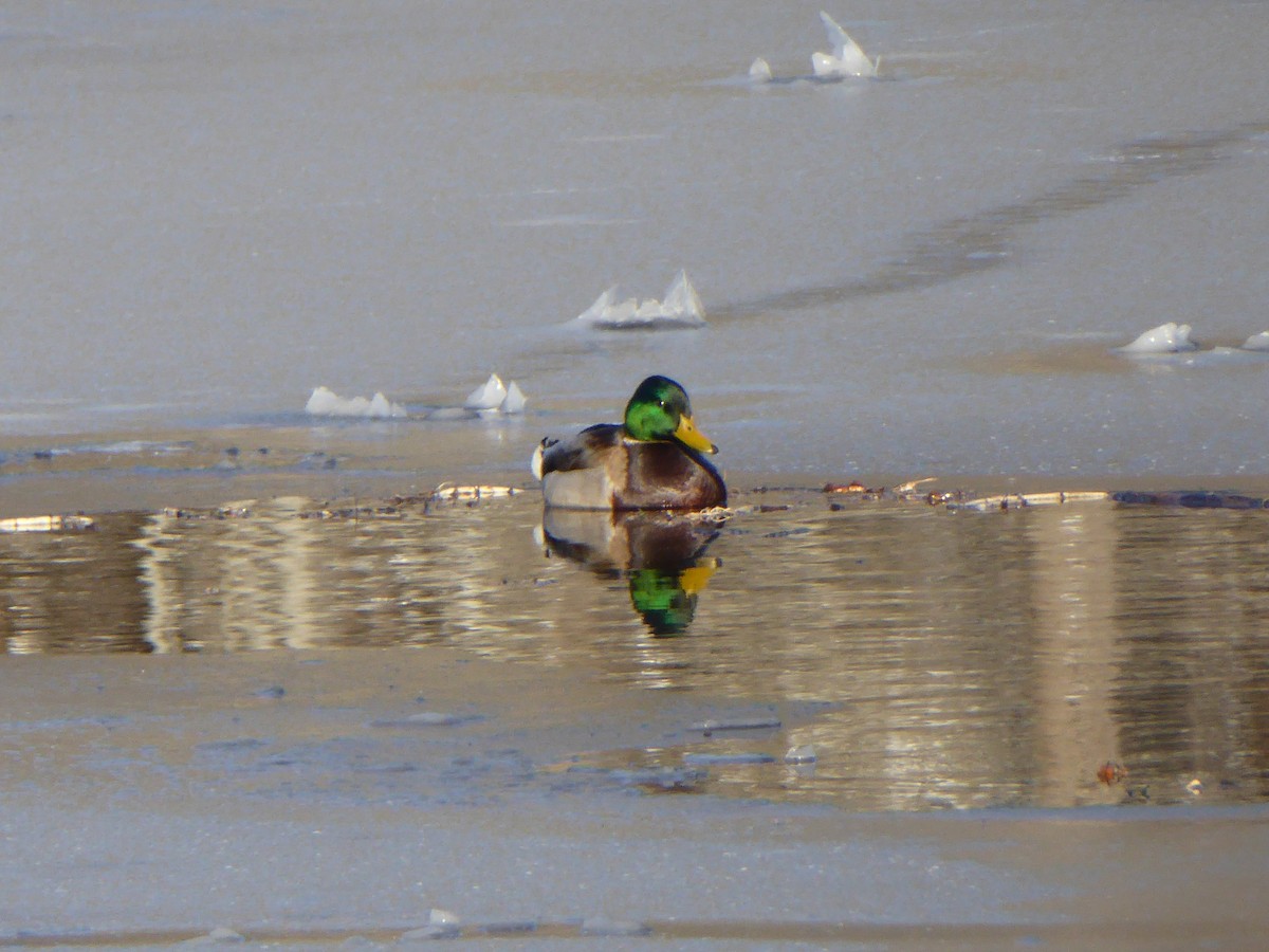 Mallard - ML82466451