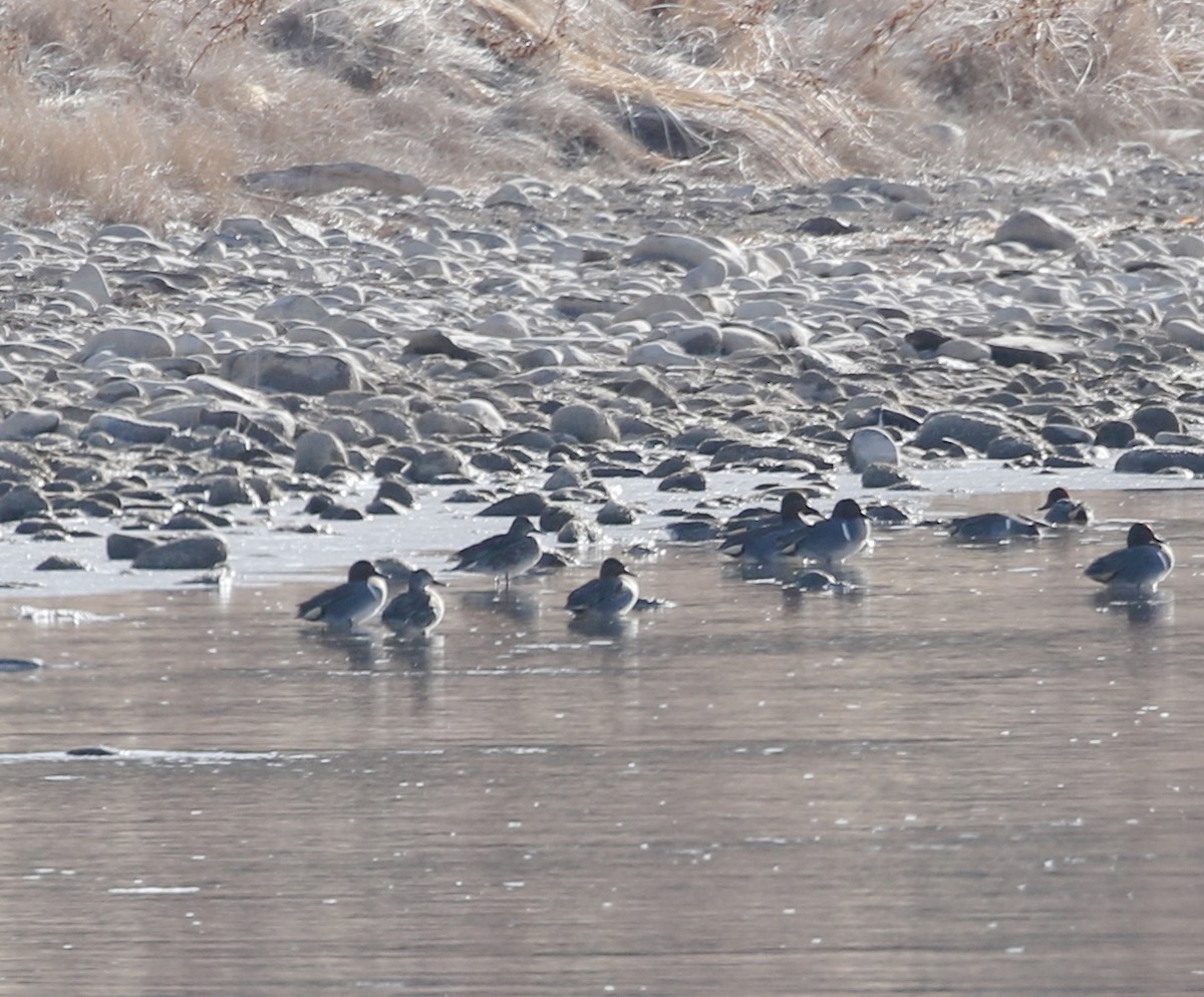 Ногоохон нугас - ML82466691